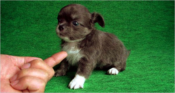 Ανθρωπιά στη θέση της φόλας