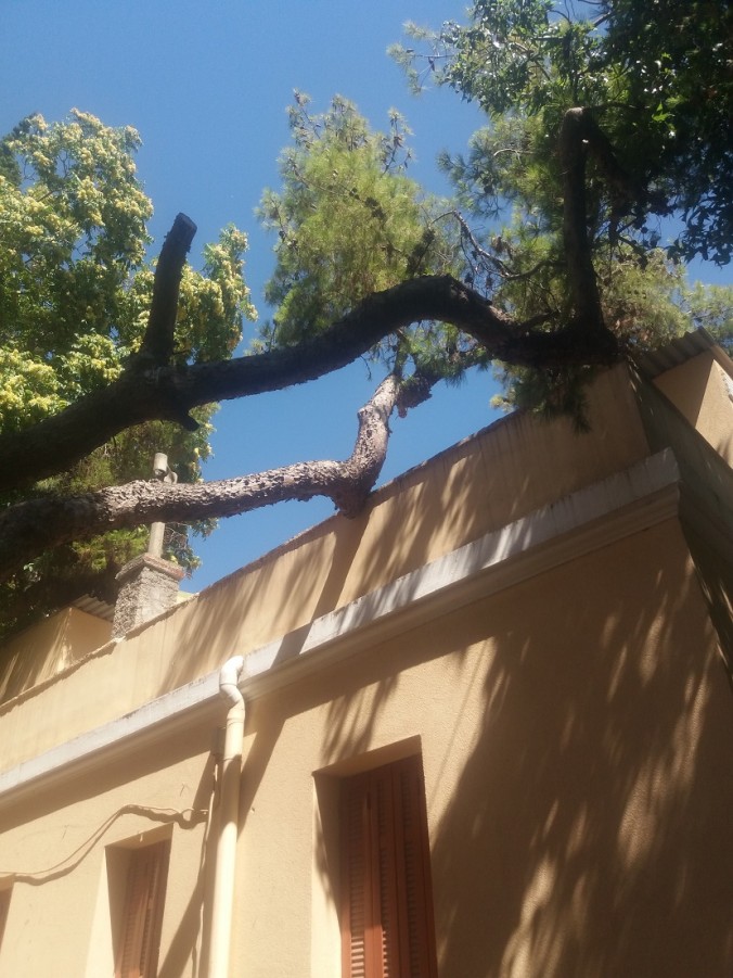 Διευκρινήσεις για την κοπή δέντρων στο Παλαιό Δημαρχείο