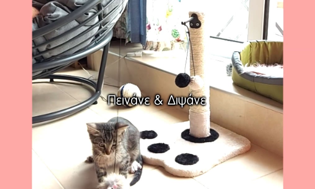 Τα κατοικίδια και τα αδέσποτα χρειάζονται την αγάπη και τη φροντίδα μας!