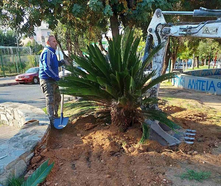 Μεταφυτεύσεις θάμνων από την Πλατεία Φατσέα, στο Πάρκο Καραολή και Δημητρίου