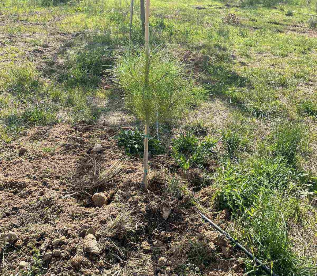 Νέες δενδροφυτεύσεις στο Δήμο Βύρωνα, στο Δασικό Πάρκο Εργάνης 