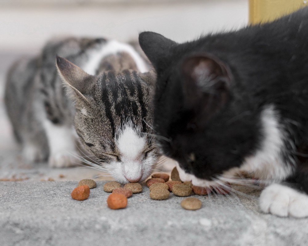 Ανοίξτε την αγκαλιά σας σε ένα αδέσποτο του Βύρωνα