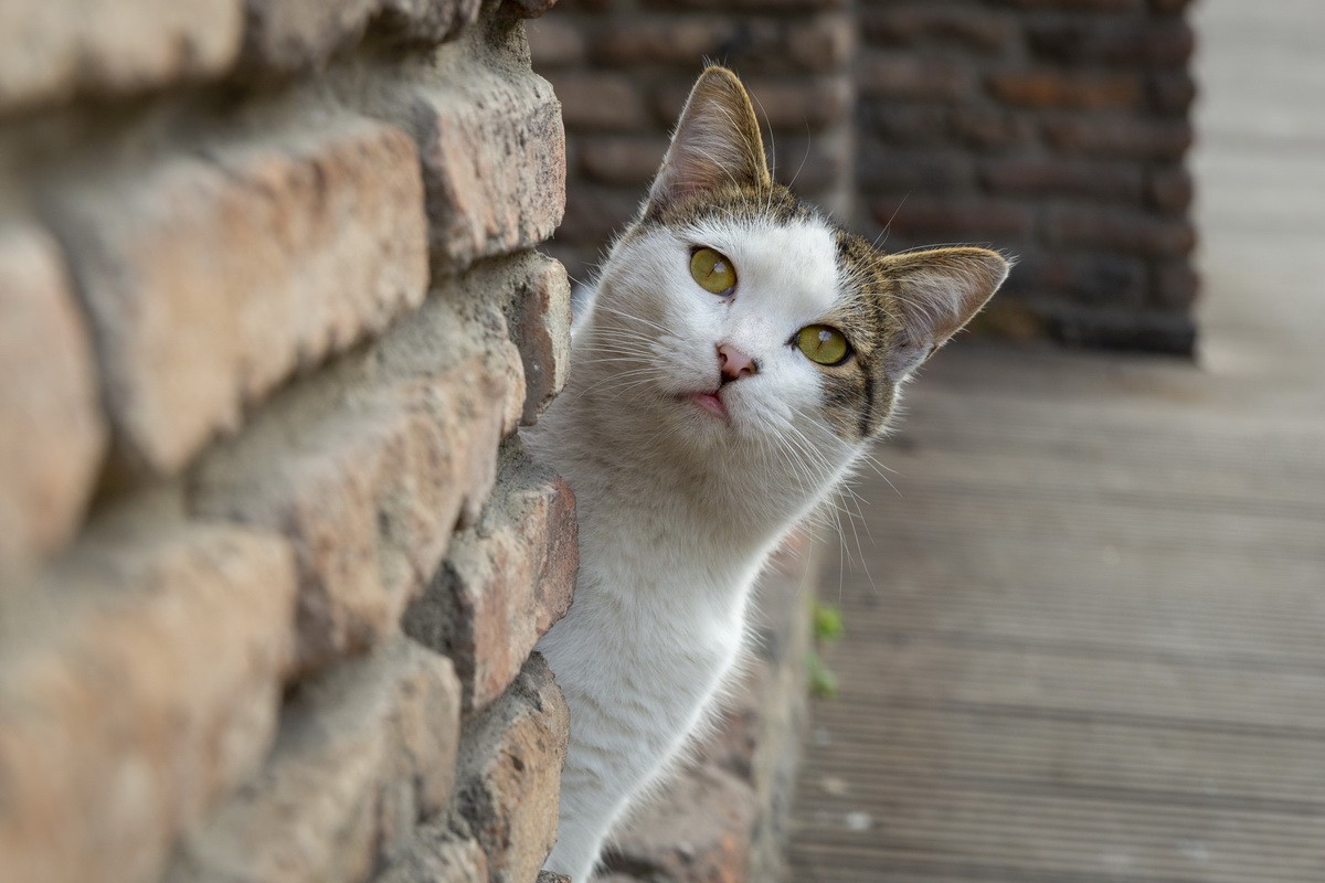 Νομοθεσία για τα ζώα συντροφιάς