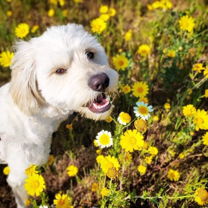 Επικοινωνήστε με το Τμήμα Αστικής Πανίδας Βύρωνα