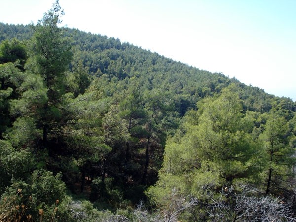 Καθαρίζουμε το δάσος του Βύρωνα!