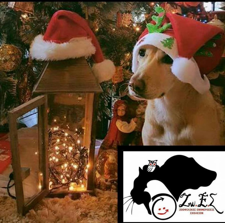 Βιωματική Δράση για τα ζώα