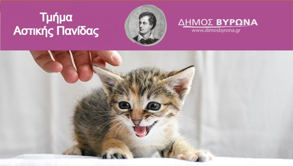 Πραγματοποιήθηκαν οι δωρεάν στειρώσεις για 50 αδέσποτες γάτες στις 11 και 12/2