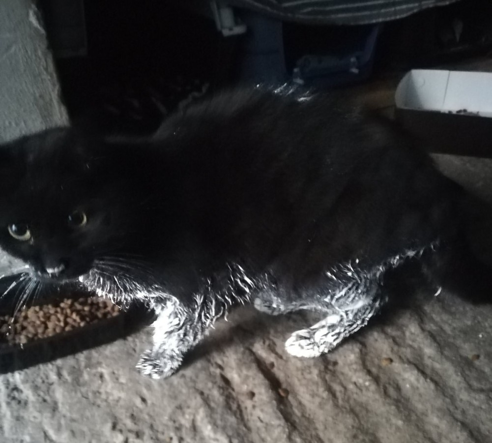 Εξαιτίας του ακάλυπτου ασβέστη στις οικοδομές, η πτώση γατιών, είναι καθημερινό φαινόμενο