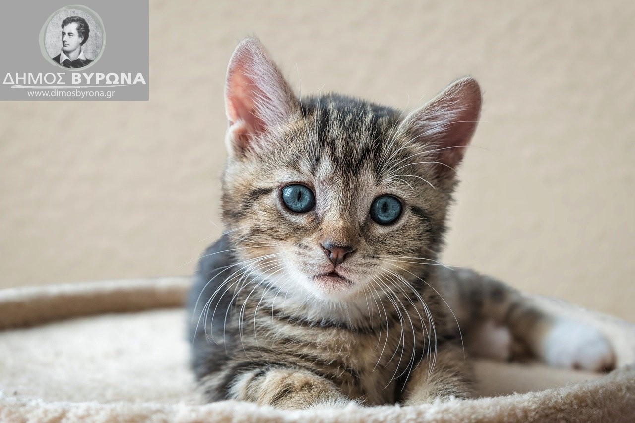 Ευχαριστήρια από την Πανελλήνια Ομάδα Κατά της Κακοποίησης των Ζώων για την δωρεά 150 εμβολίων για γάτες από τον Δήμο Βύρωνα