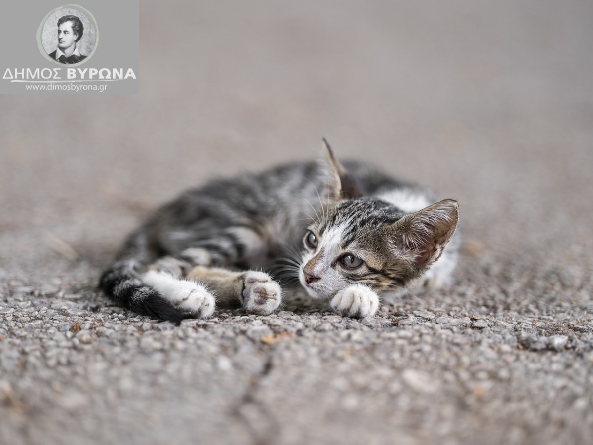 Ευχαριστήρια από το σωματείο Nine Lives Greece-οι Επτάψυχες για την δωρεά 100 εμβολίων για γάτες από τον Δήμο Βύρωνα