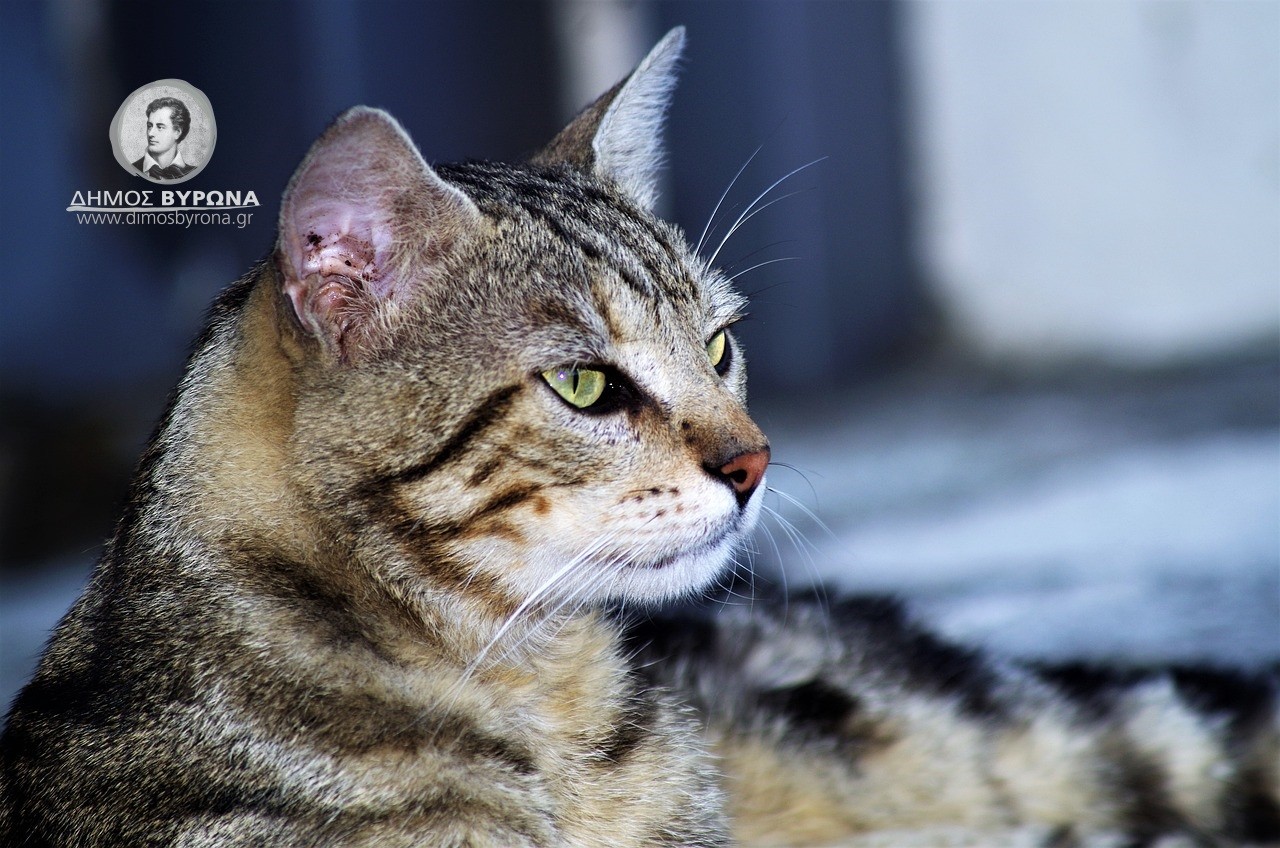Ευχαριστήρια από την Πανελλήνια Ομοσπονδία 