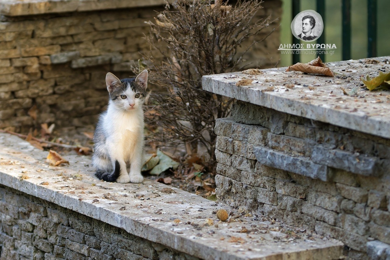 Αν αγαπάς τις γάτες γίνε εθελοντής να βοηθήσεις και εσύ στη φροντίδα, στην περισυλλογή, στη μεταφορά τους