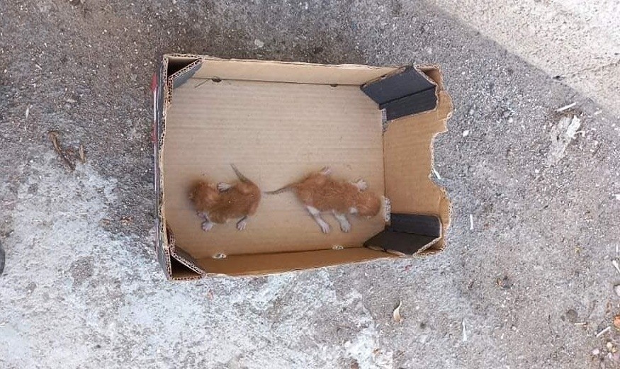 Τιμητική διάκριση σε εργαζόμενους του Δήμου Βύρωνα για διάσωση ζώων