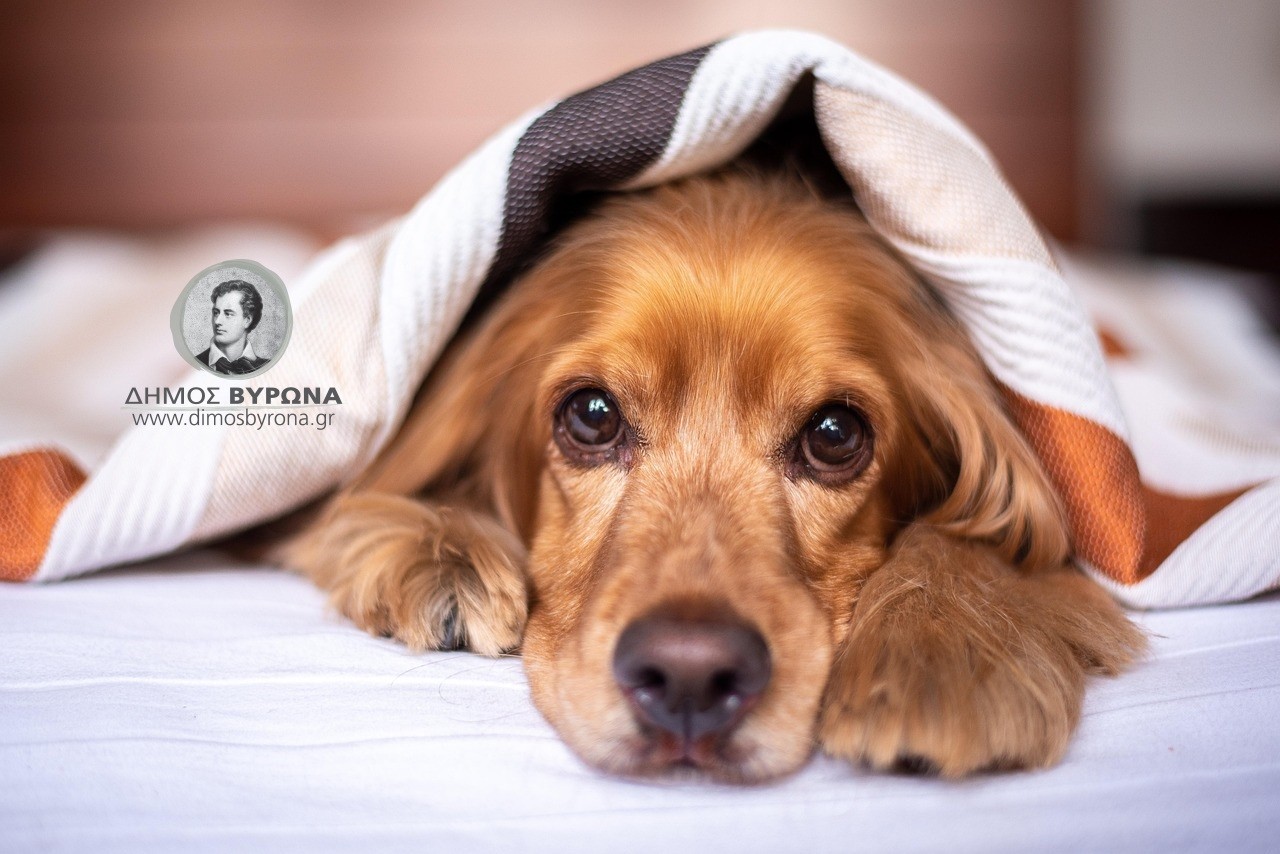 Παγκόσμια Ημέρα Σκύλου - 26 Αυγούστου