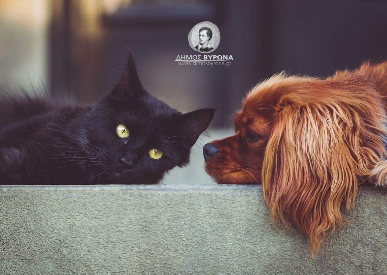 Η σίτιση των αδέσποτων (διερχομένων) ζώων στους κοινόχρηστους χώρους