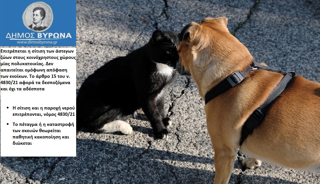 Σίτιση Αδέσποτων Ζώων σε Κοινόχρηστους Χώρους Πολυκατοικιών 