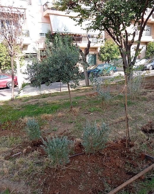 Ενίσχυση του πρασίνου στο Πάρκο Καραολή & Δημητρίου με 150 νέες φυτεύσεις