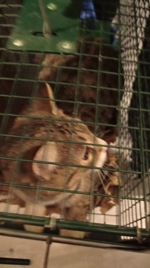 Aπεγλωβισμός γάτας από την Υπηρεσία Αστικής Πανίδας του Δήμου Βύρωνα σε συνεργασία με την αστυνομία και την πυροσβεστική 