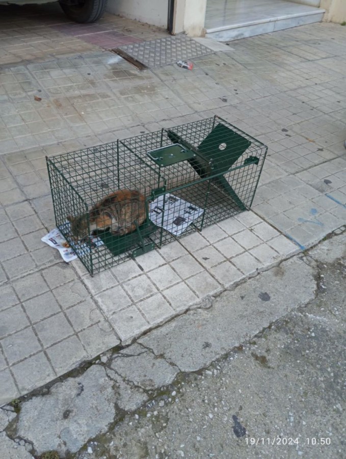 H Υπηρεσία Αστικής Πανίδας του Δήμου Βύρωνα μετά από αίτημα μαθήτριας Γυμνασίου βοήθησε ένα γατάκι που είχε εγκλωβιστεί κάτω από ένα αυτοκίνητο