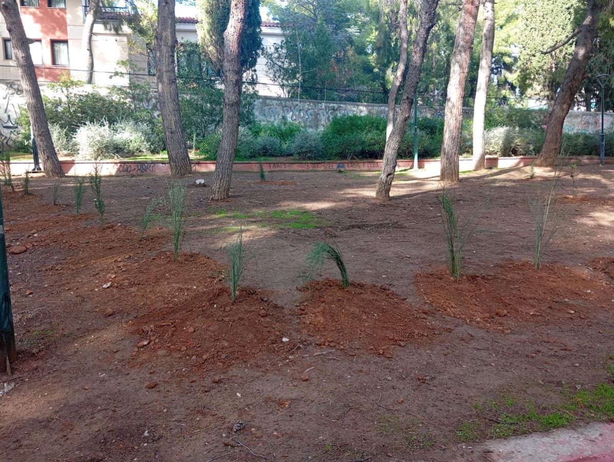 Δεύτερη πράξη Αναζωογόνησης του Άλσους Αχιλλέα Γεωργούτσου (Ανάληψης) με 250 φυτεύσεις