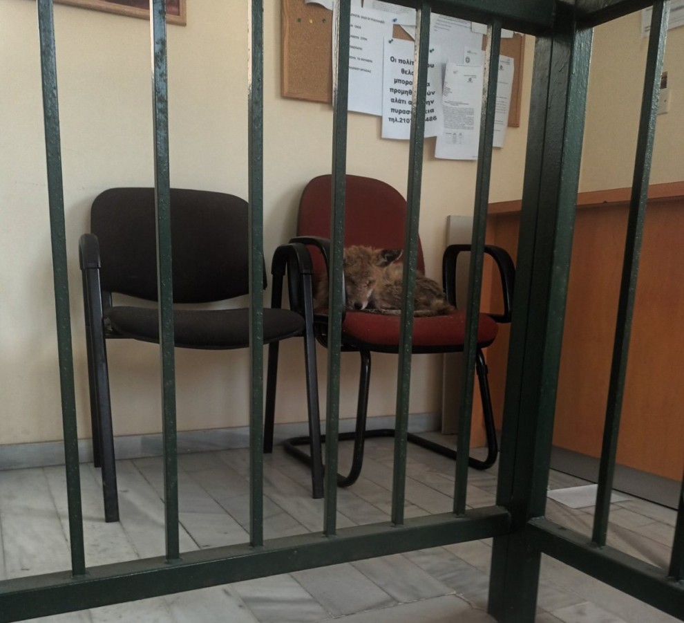 Βρέθηκε το πρωί της 6ης Απριλίου, στα γραφεία υπηρεσίας του Δήμου μας, μια αλεπού 