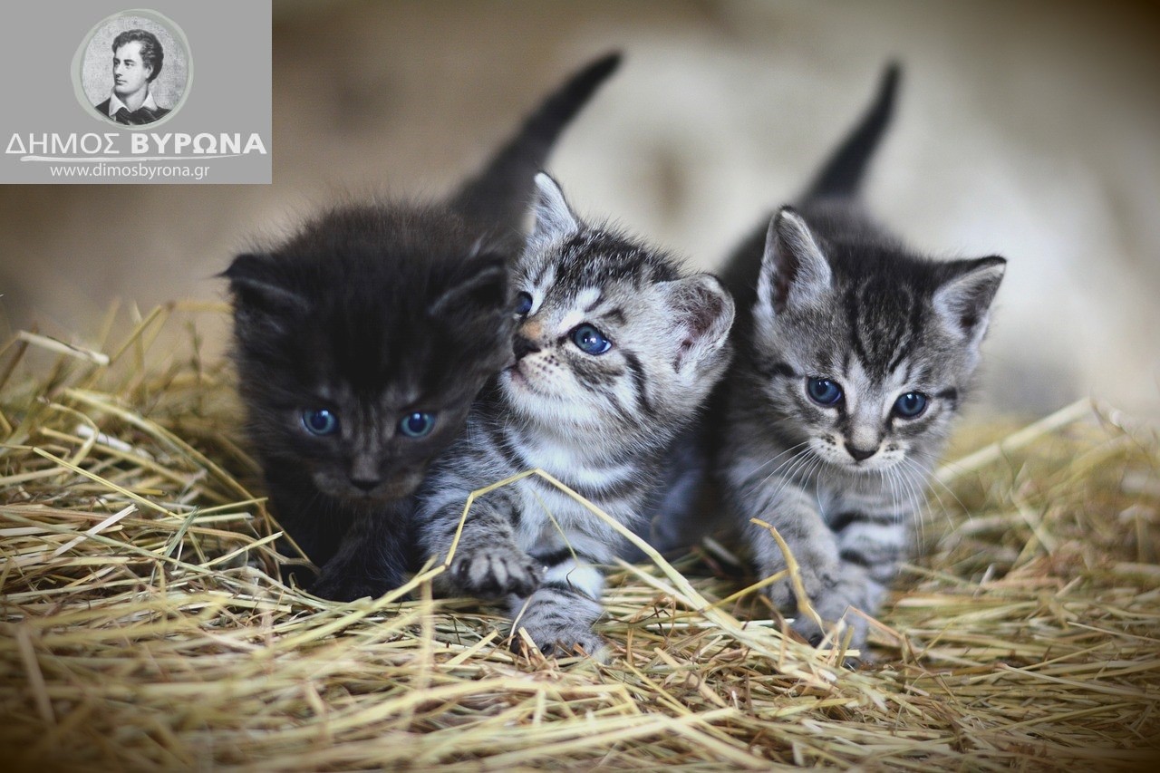 Η Συμπεριφορά μας σε νεογέννητα γατάκια 