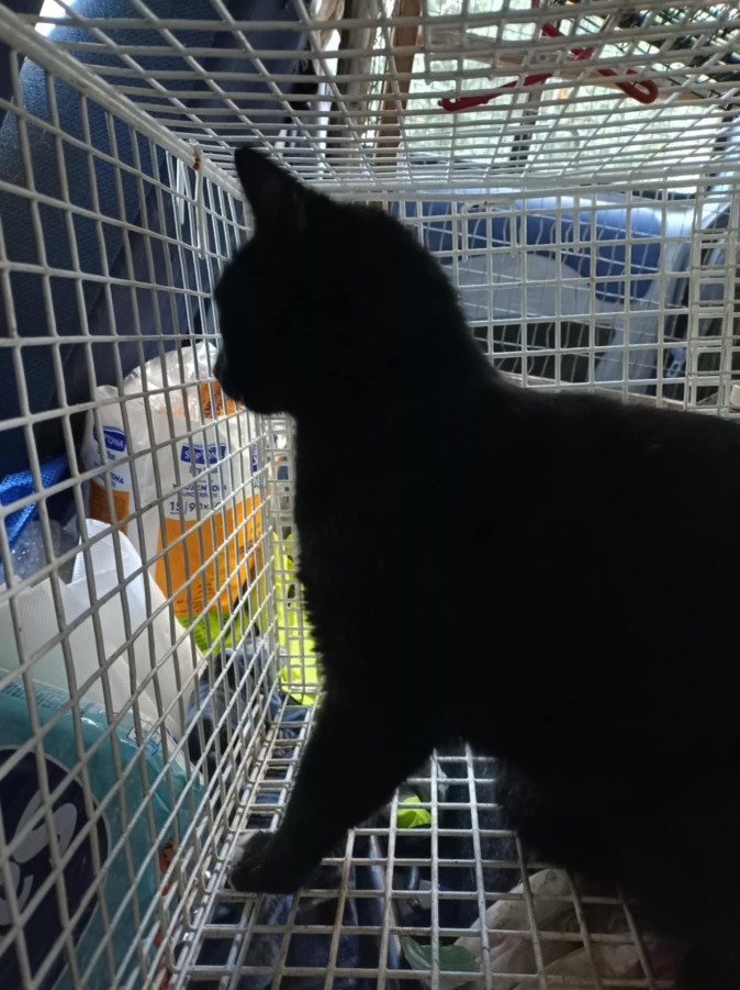 Aπεγκλωβισμός γάτας από ελενίτ με τη βοήθεια της Alma Libre, την οποία και ευχαριστούμε!