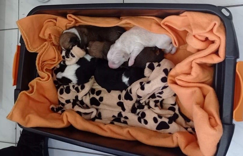 Έξι  νεογέννητα κουτάβια εγκατέλειψε ασυνείδητος στην πλατεία της Ανάληψης 