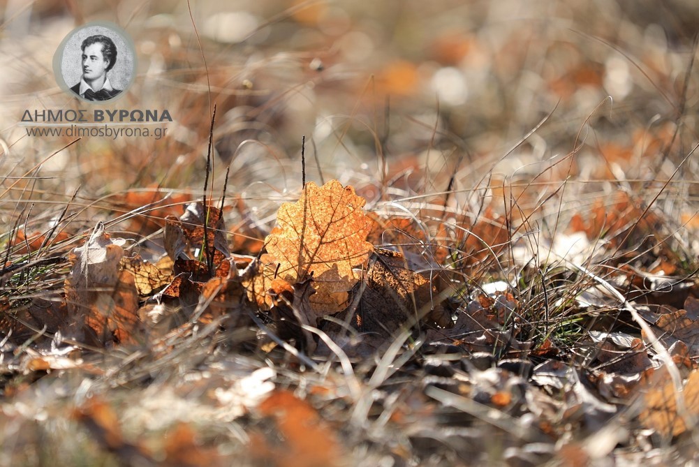 Ενημέρωση για την υποχρέωση καθαρισμού οικοπέδων