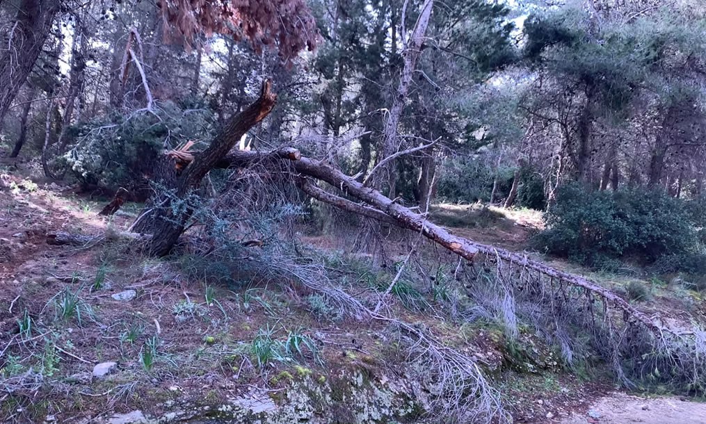 Ο Υμηττός Εκπέμπει SOS - Να καθαριστεί άμεσα το Δάσος! (VIDEO)