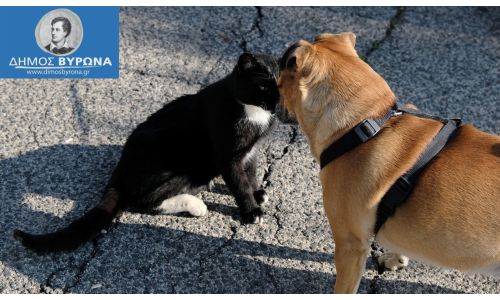 Έγκριση του  Επιχειρησιακού Προγράμματος του Δήμου Βύρωνα για την διαχείριση αδέσποτων Ζώων συντροφιάς 11/2024 – 11/2025
