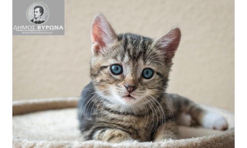 Ευχαριστήρια από την Πανελλήνια Ομάδα Κατά της Κακοποίησης των Ζώων για την δωρεά 150 εμβολίων για γάτες από τον Δήμο Βύρωνα