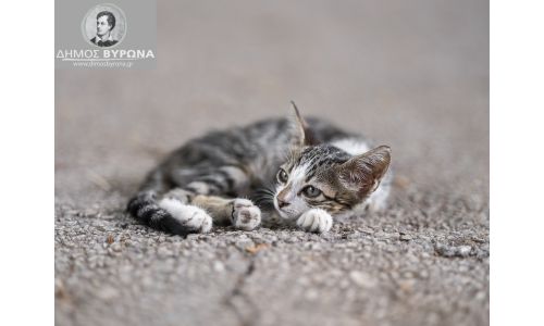 Εγκλωβισμένο γατάκι στη μηχανή αυτοκινήτου - Πως θα το σώσετε