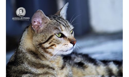 Ευχαριστήρια από την Πανελλαδική Φιλοζωική και Περιβαλλοντική Ομοσπονδία για την δωρεά 150 εμβολίων για γάτες από τον Δήμο Βύρωνα