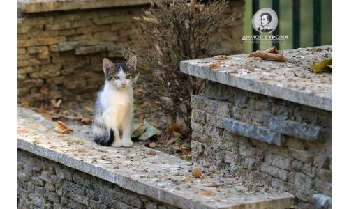 Αν αγαπάς τις γάτες γίνε εθελοντής να βοηθήσεις και εσύ στη φροντίδα, στην περισυλλογή, στη μεταφορά τους