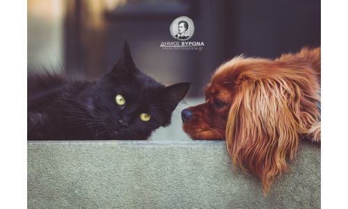 Η σίτιση των αδέσποτων (διερχομένων) ζώων στους κοινόχρηστους χώρους