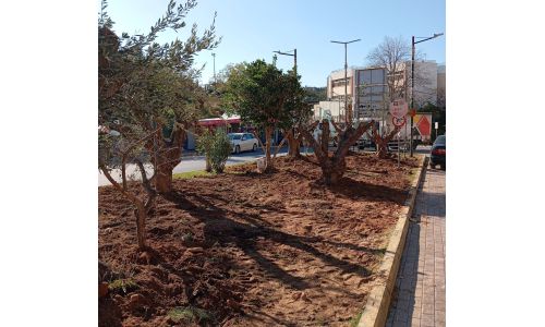 Φύτευση 9 ελαιόδεντρων για την ενίσχυση του αστικού πρασίνου