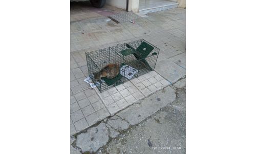 H Υπηρεσία Αστικής Πανίδας του Δήμου Βύρωνα μετά από αίτημα μαθήτριας Γυμνασίου βοήθησε ένα γατάκι που είχε εγκλωβιστεί κάτω από ένα αυτοκίνητο