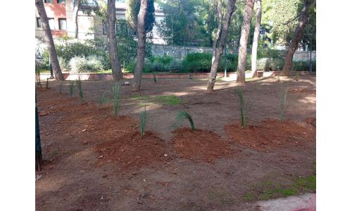 Δεύτερη πράξη Αναζωογόνησης του Άλσους Αχιλλέα Γεωργούτσου (Ανάληψης) με 250 φυτεύσεις