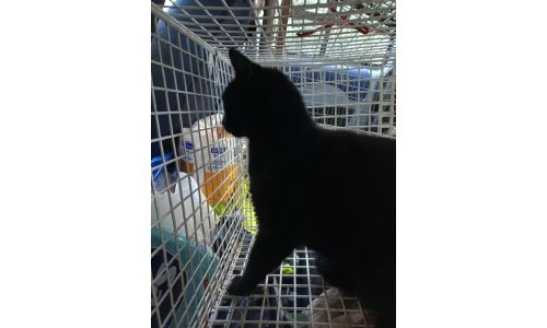 Aπεγκλωβισμός γάτας από ελενίτ με τη βοήθεια της Alma Libre, την οποία και ευχαριστούμε!