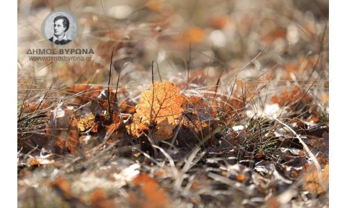 Ενημέρωση για την υποχρέωση καθαρισμού οικοπέδων