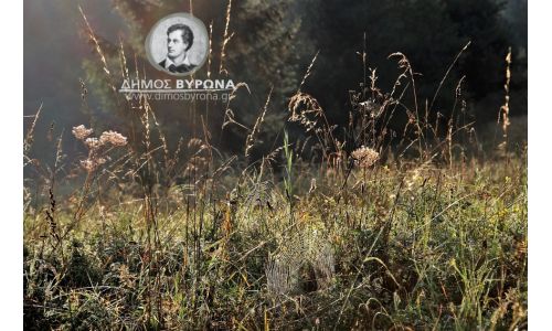 Παράταση προθεσμίας καθαρισμού οικοπέδων