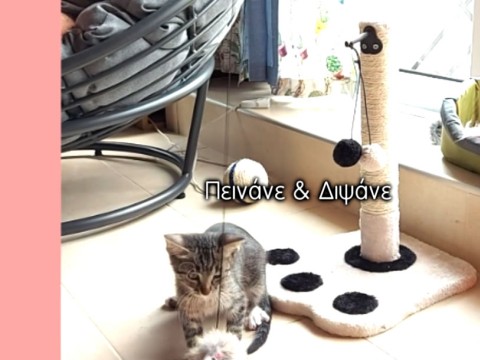 Τα κατοικίδια και τα αδέσποτα χρειάζονται την αγάπη και τη φροντίδα μας!