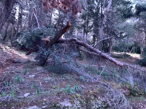 Ο Υμηττός Εκπέμπει SOS - Να καθαριστεί άμεσα το Δάσος! (VIDEO)