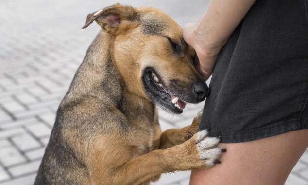 Τι κάνω αν διαπιστώσω ότι κάποιο ζώο κακοποιείται;