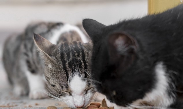 Γιατί να υιοθετήσω ένα αδέσποτο ζώο;