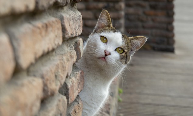 Νομοθεσία για τα ζώα συντροφιάς