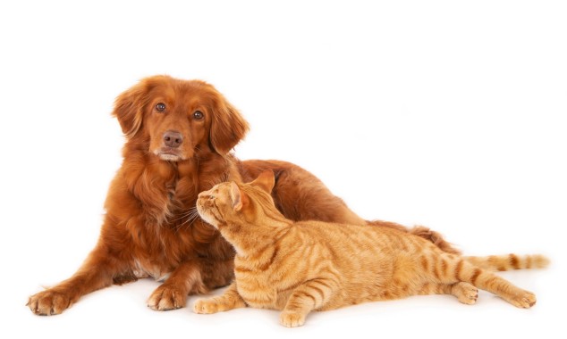 Υπηρεσίες για τα αδέσποτα και τα ζώα συντροφιάς