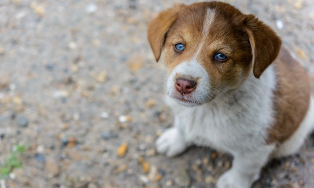 Γιατί να στειρώσω το ζώο μου;