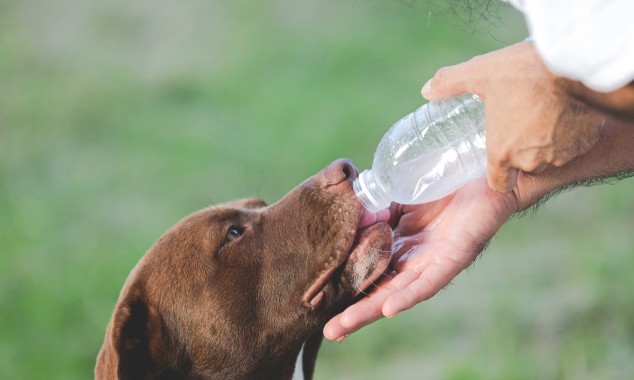 Τι υποχρεώσεις έχει ο κηδεμόνας ενός ζώου συντροφιάς;